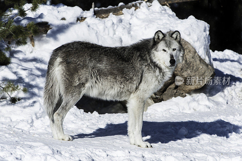 灰狼或灰狼(Canis lupus)是一种原产于北美荒野和偏远地区的犬科动物。